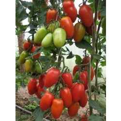 Pomidor DARTAGNAN F1